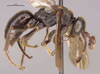 Media type: image;   Entomology 13652 Aspect: habitus lateral view